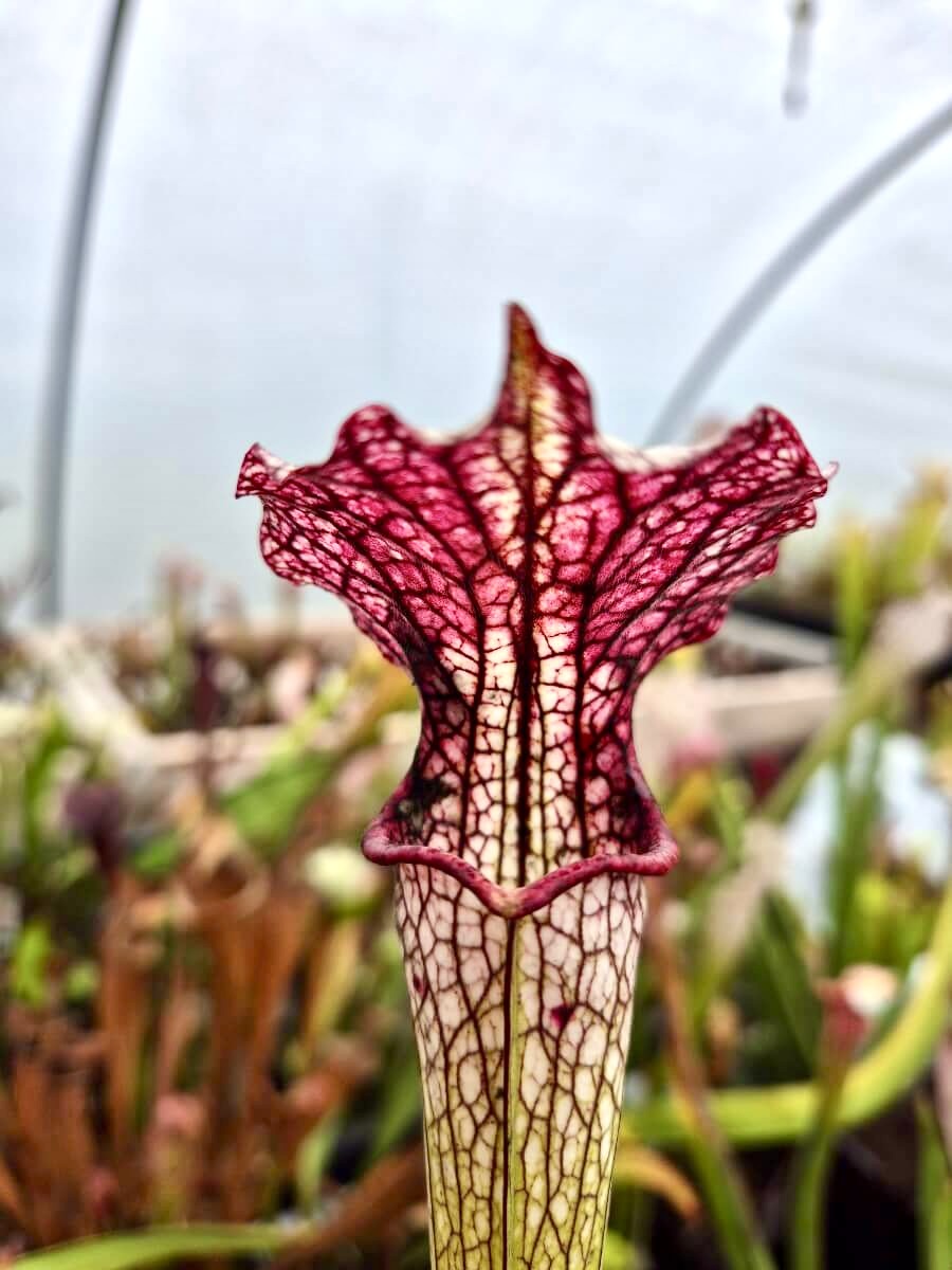 Sarracenia "Vanilla Opal" CDS29 reflets rosés sous l'opércule