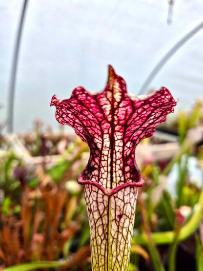 Sarracenia "Vanilla Opal" CDS29 reflets rosés sous l'opércule