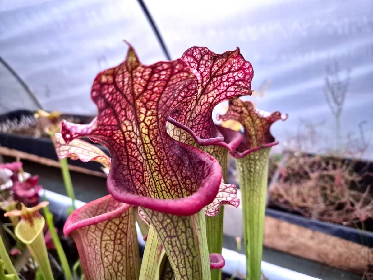 Sarracenia "Querehsha" CDS111