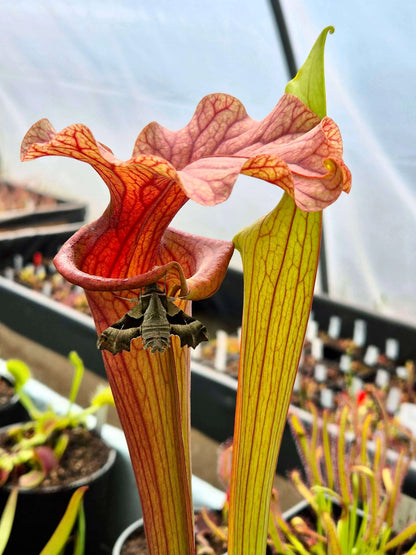 Sarracenia 'Reptilian Rose' gros plan sur les urnes