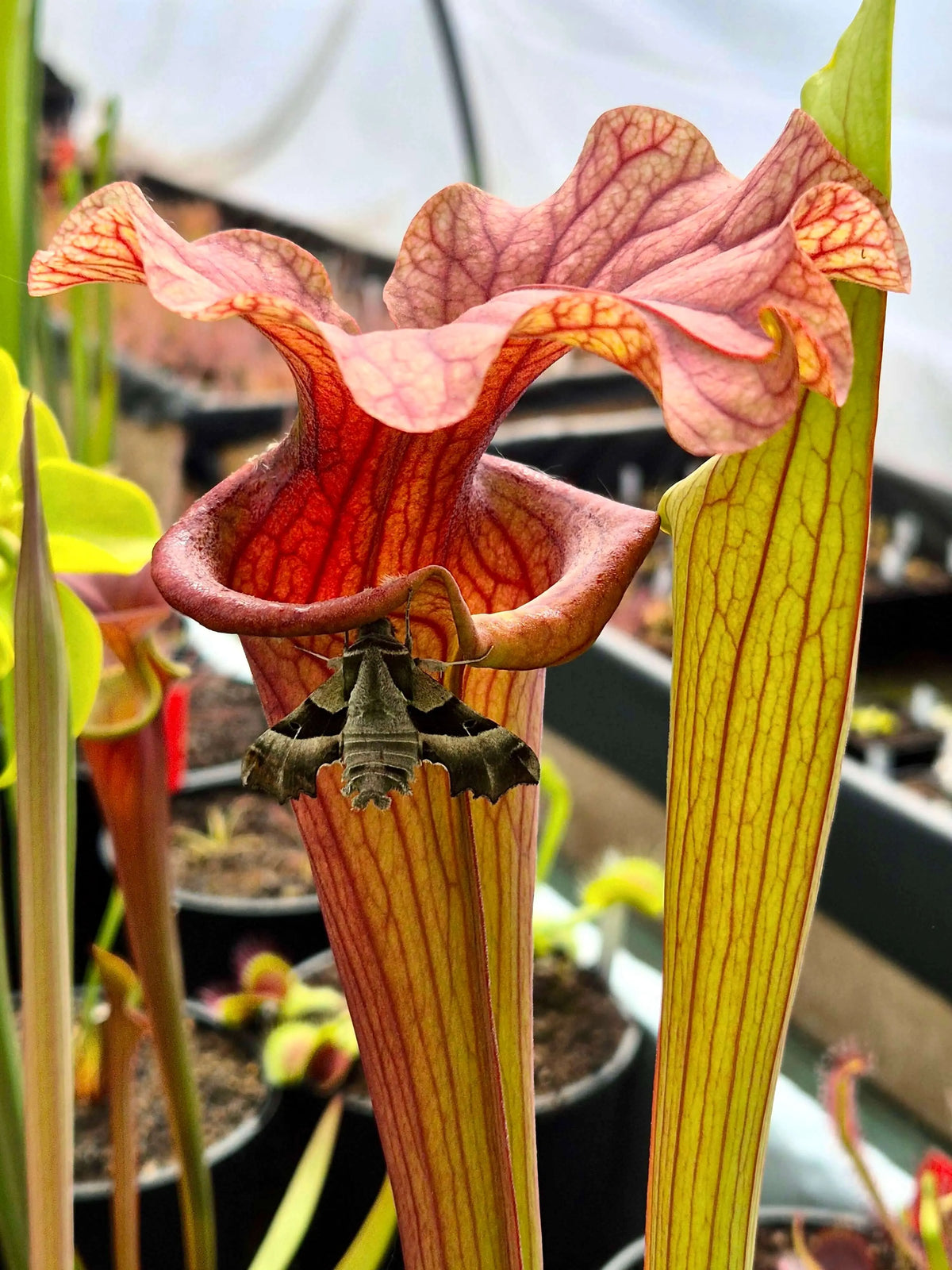 Sarracenia 'Reptilian Rose' à la pépinière Carnivore de Sologne
