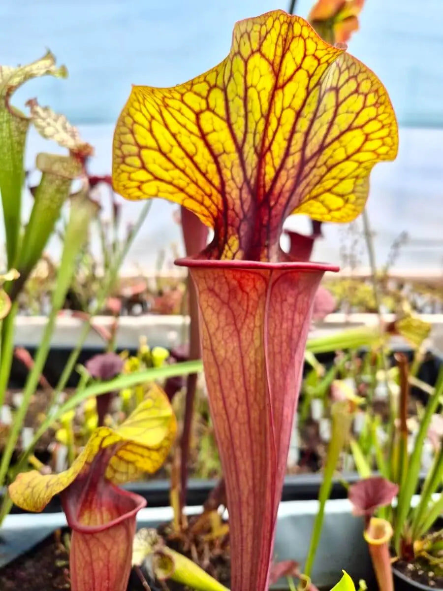 Sarracenia "Serengeti Sunset" à la pépinière Carnivore de Sologne