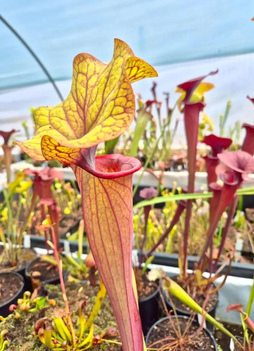 Sarracenia "Serengeti Sunset" dans son pot