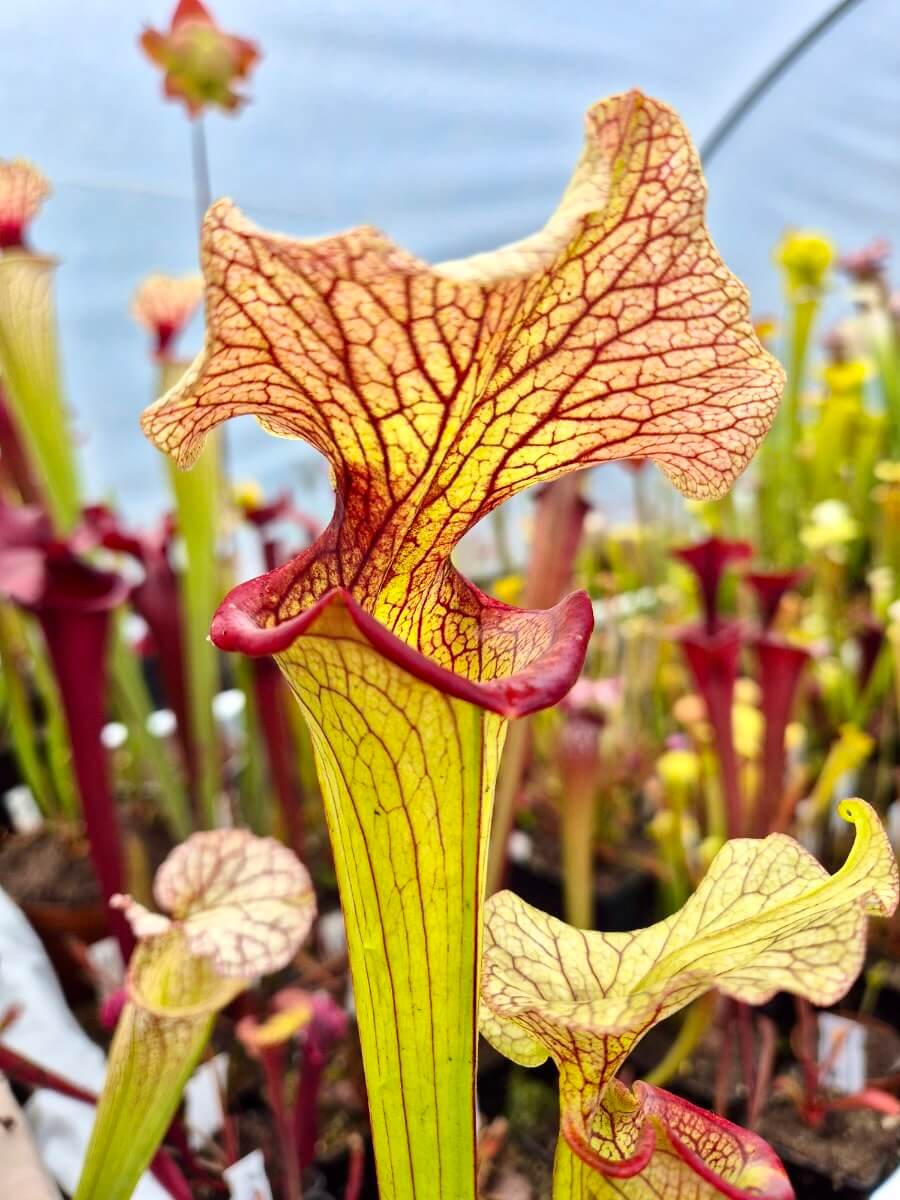 Sarracenia Steel Panther, urne et opercule veinés atypique, Sarracenia rare