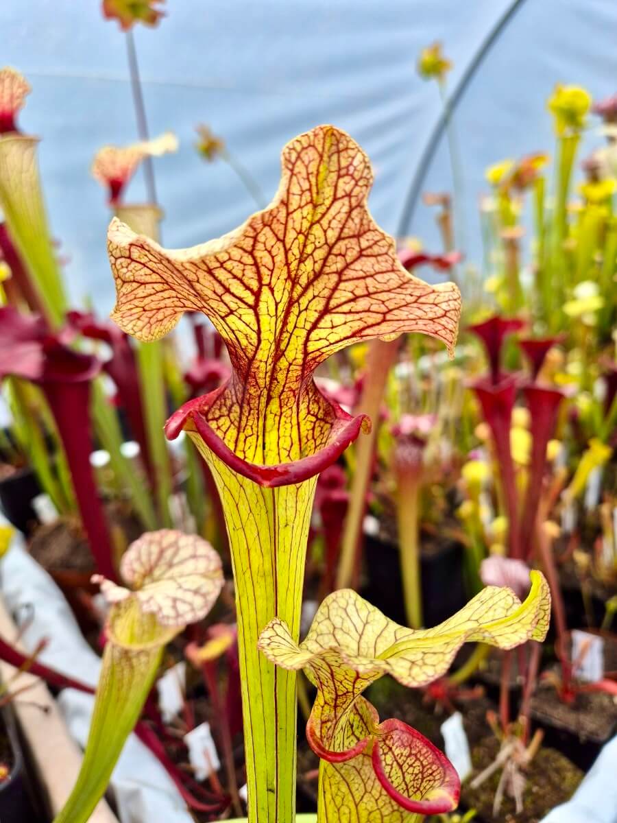Sarracenia Steel Panther, détail des veines et de l'urne