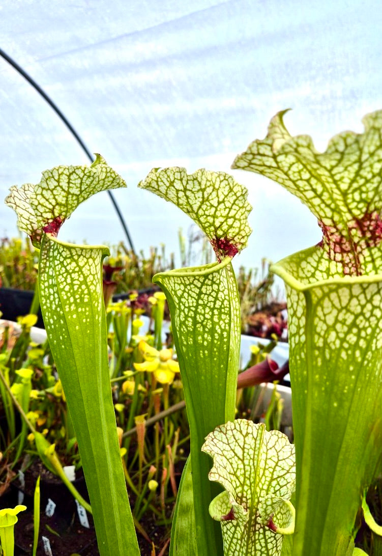 Sarracenia 'Wilkerson's White Knight' North Walton dans son pot