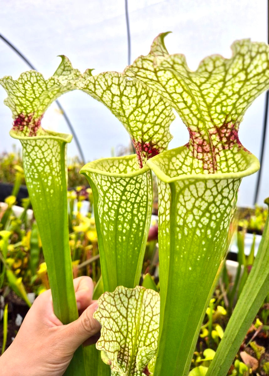 Sarracenia 'Wilkerson's White Knight' North Walton urnes blanches