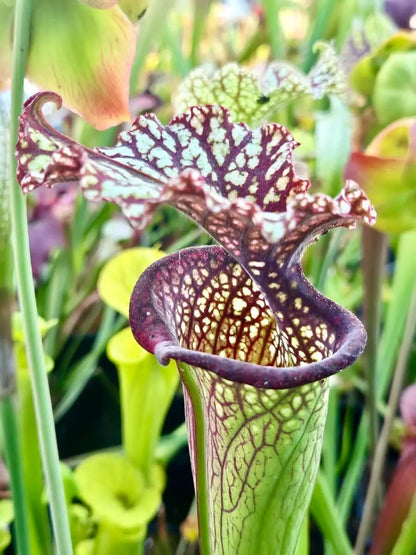 Sarracenia "Milton" CDS14 à la pépinière Carnivore de Sologne