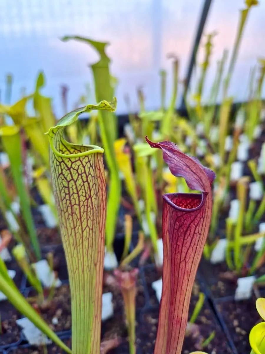 Sarracenia alata urnes jaune pâle