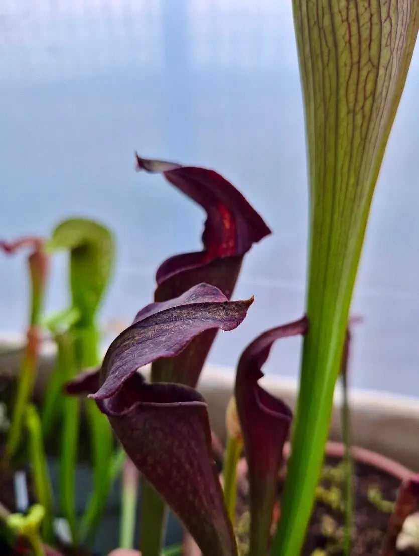 Sarracenia alata à la pépinière Carnivore de Sologne