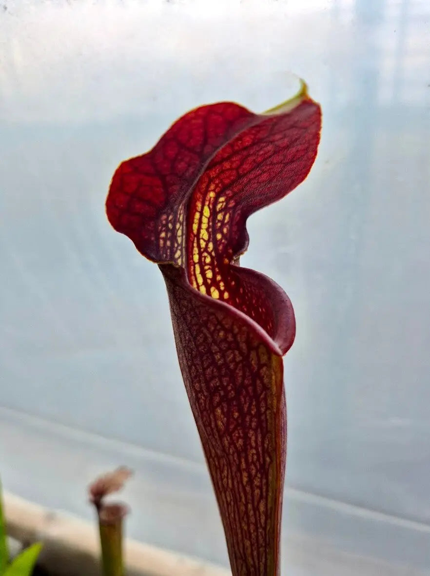 Sarracenia alata gros plan sur les urnes