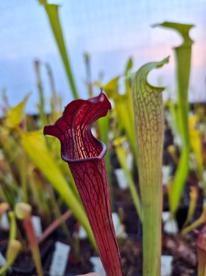 Sarracenia alata dans son pot