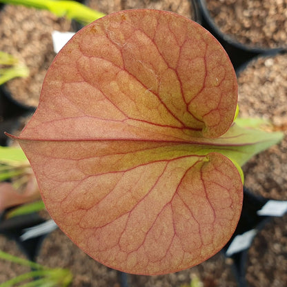 Sarracenia flava var. cuprea Old Dock dans son pot