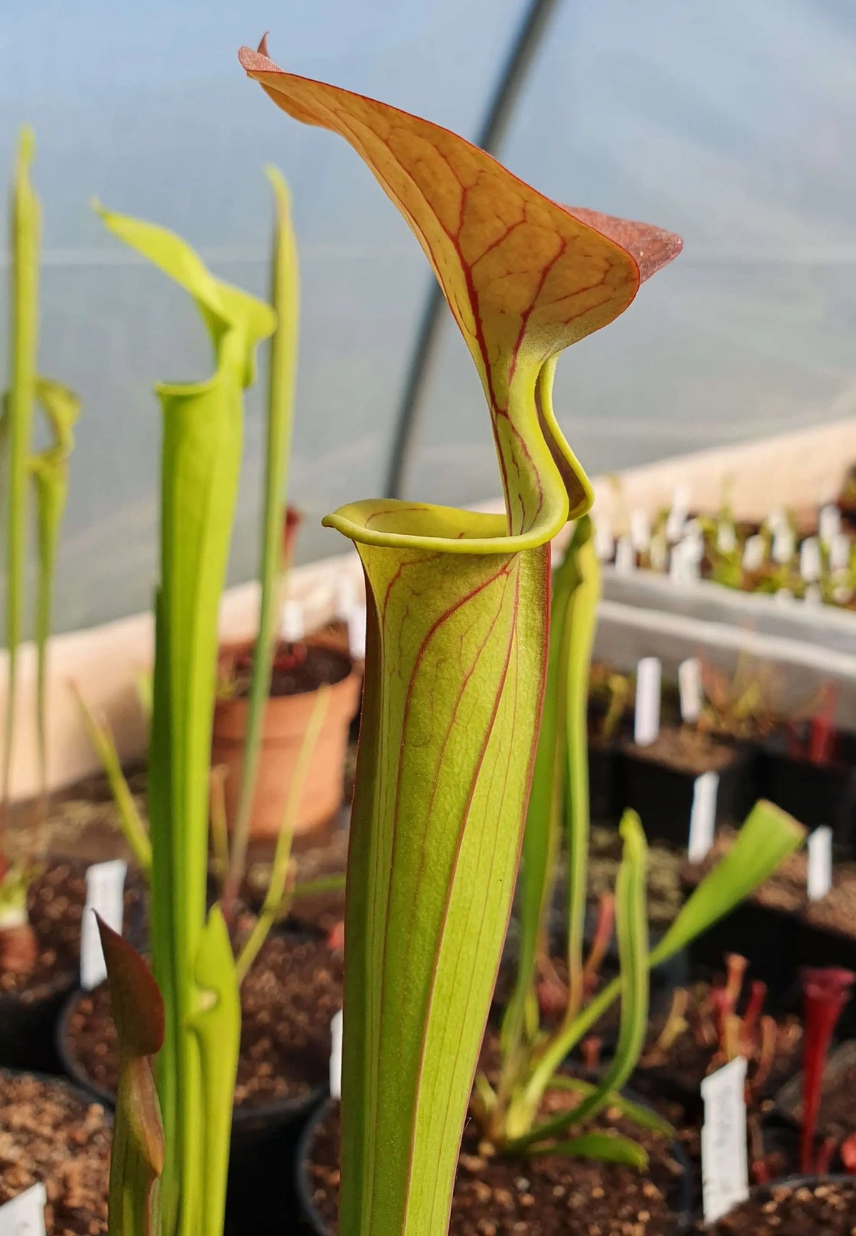 Sarracenia flava var. cuprea Old Dock à la pépinière Carnivore de Sologne