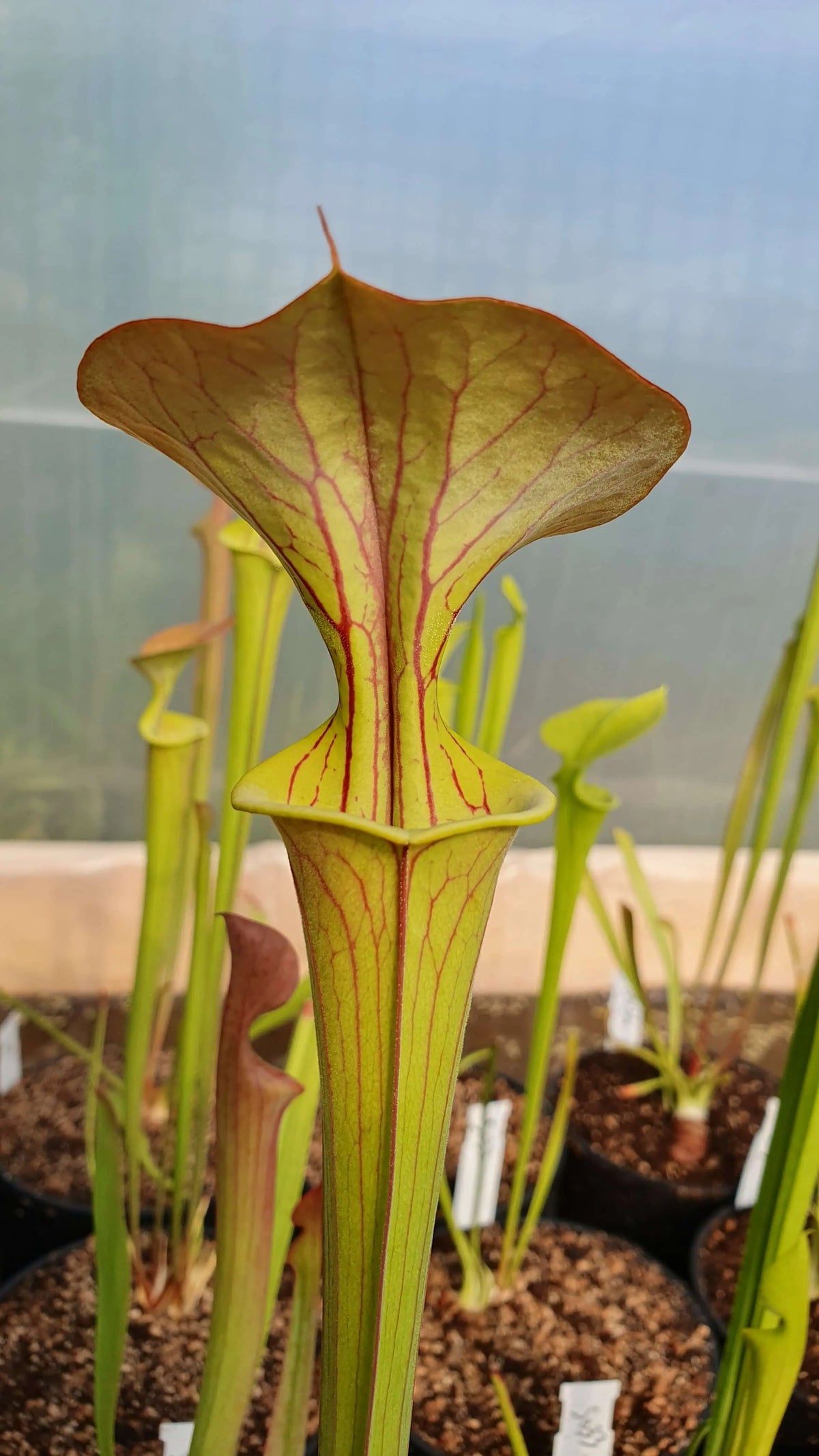 Sarracenia flava var. cuprea Old Dock opércule bronze orangé