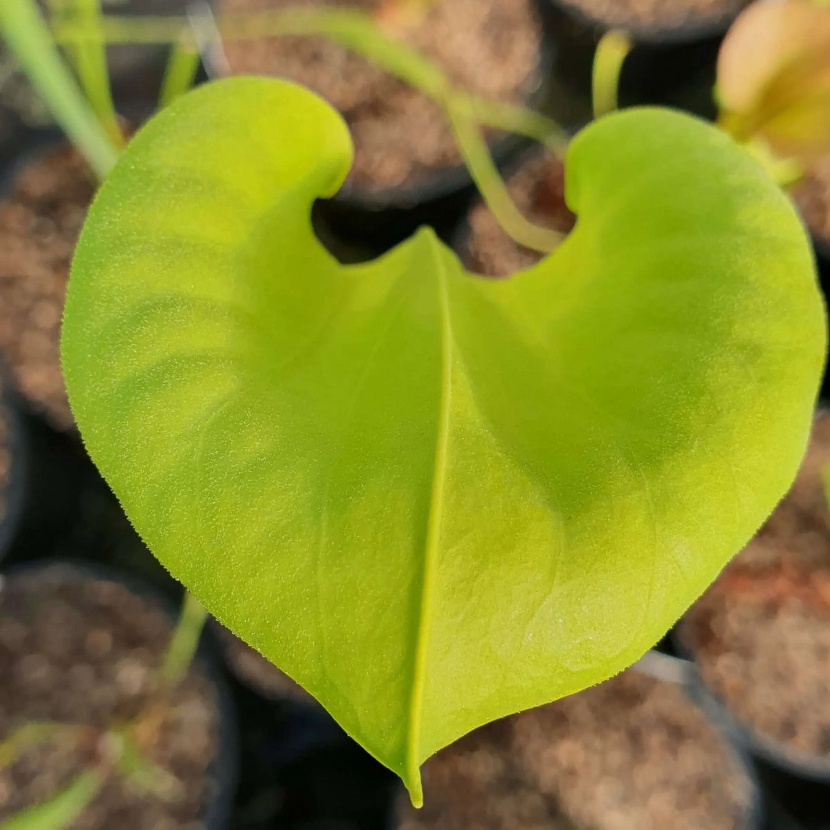 Sarracenia flava var. flava Purple Throat dans son pot