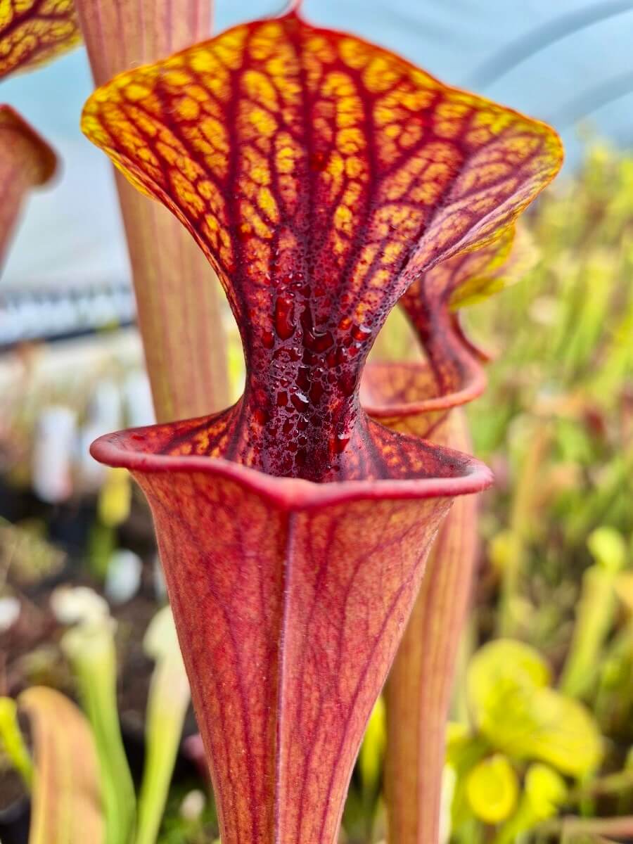 Sarracenia flava var. atropurpurea AS971, détail de la gorge pourpre foncé