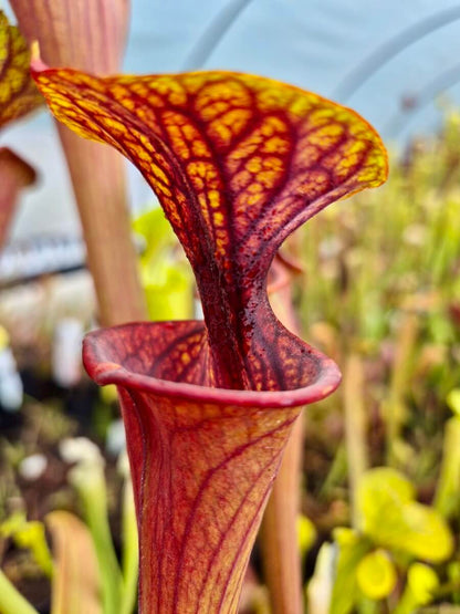 Sarracenia flava var. atropurpurea AS971, urne jaune et pourpre, Sarracenia de collection