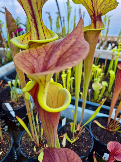 Sarracenia flava var. atropurpurea 'Waccamaw' urne pourpre foncé