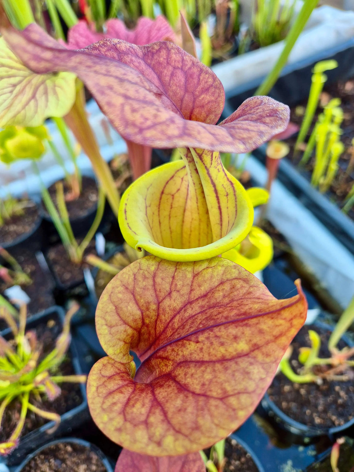 Sarracenia flava var. atropurpurea 'Waccamaw' à la pépinière Carnivore de Sologne
