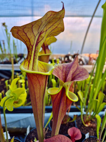 Sarracenia flava var. atropurpurea 'Waccamaw' gros plan sur l'urne
