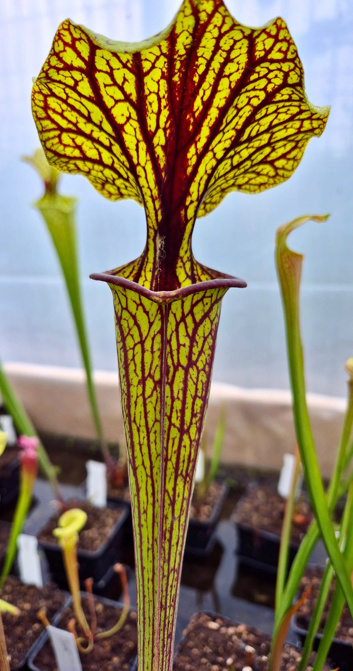 Sarracenia flava var. ornata “Mega Ornata” grande urne veinures ornementales