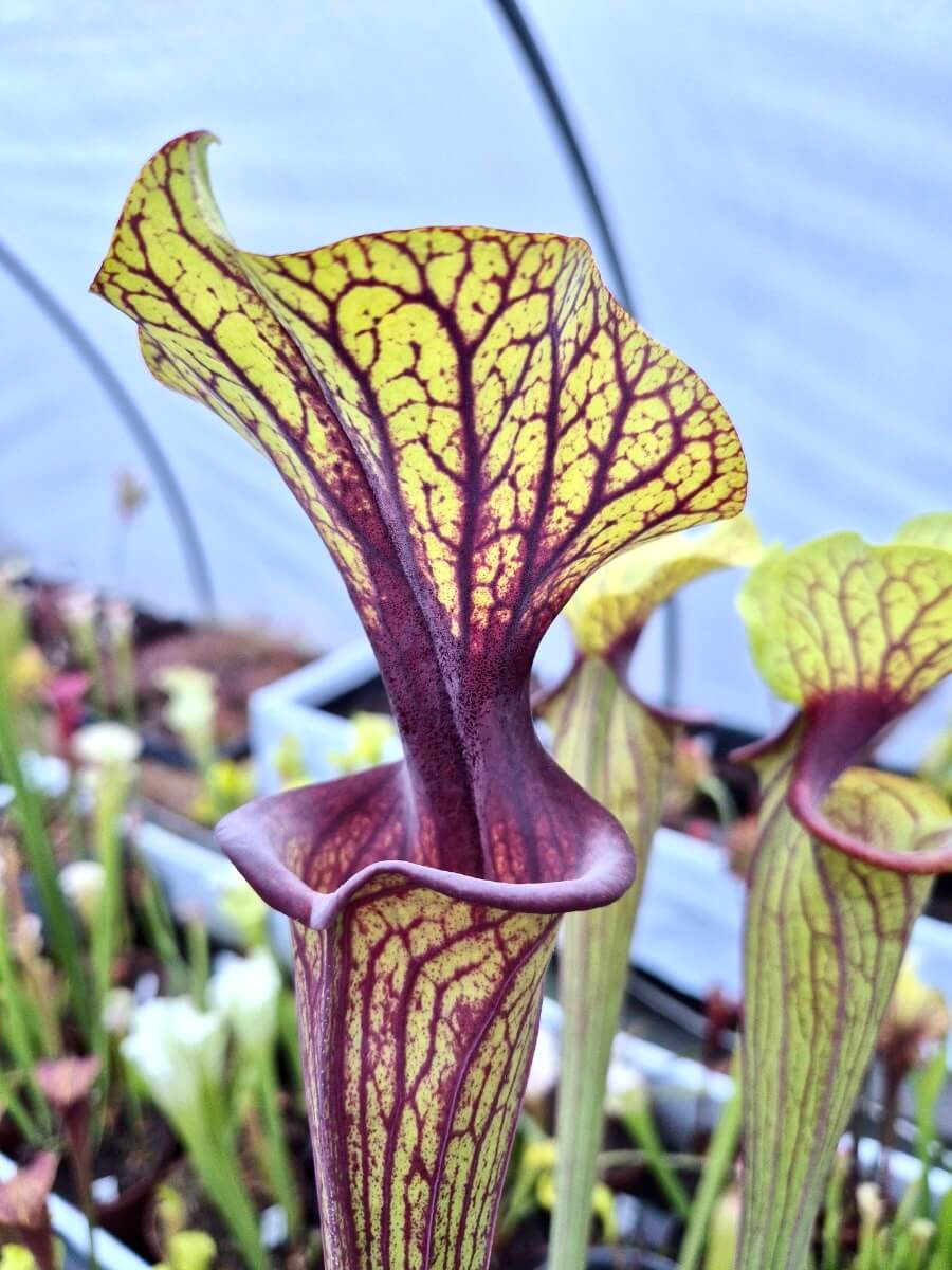 Sarracenia flava var. ornata Solid Red Throat F88MK, gorge rouge intense, Sarracenia rare