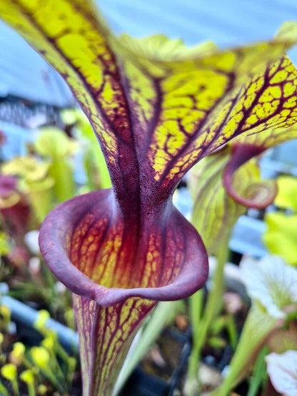 Sarracenia flava var. ornata Solid Red Throat F88MK, plante carnivore de collection