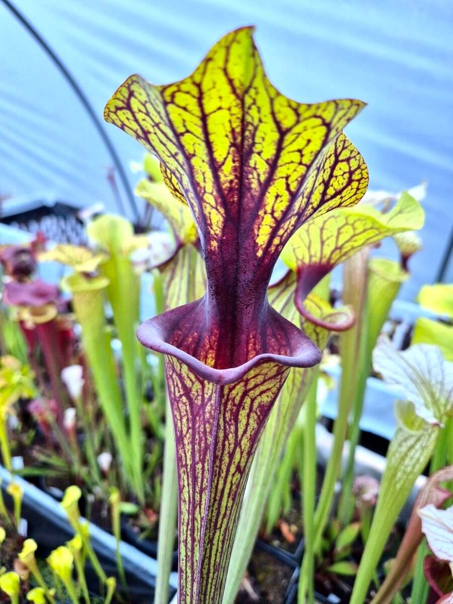 Sarracenia flava var. ornata Solid Red Throat F88MK, détail de l'urne jaune et rouge