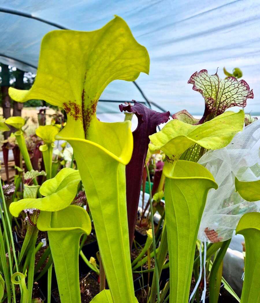 Sarracenia flava var. rugelii Near Columbia, South Carolina