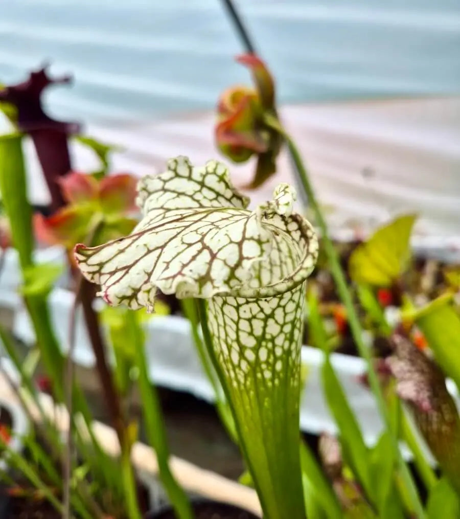 Sarracenia leucophylla Live Oak Creek dans son pot