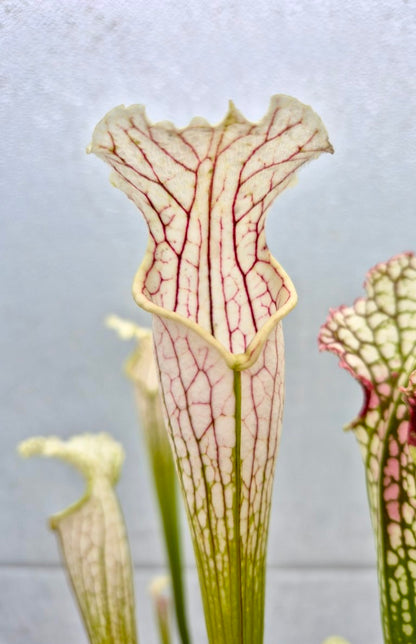 Sarracenia leucophylla Yellow flowered form, Red/white, Russell Road, Citronelle, AL, WS (L14MK)
