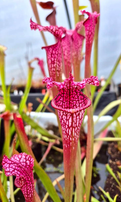 Sarracenia leucophylla "Burgundy" Red & White dans son pot