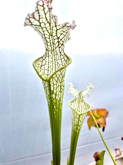 Sarracenia leucophylla Stocky white top Citronelle urnes veloutées
