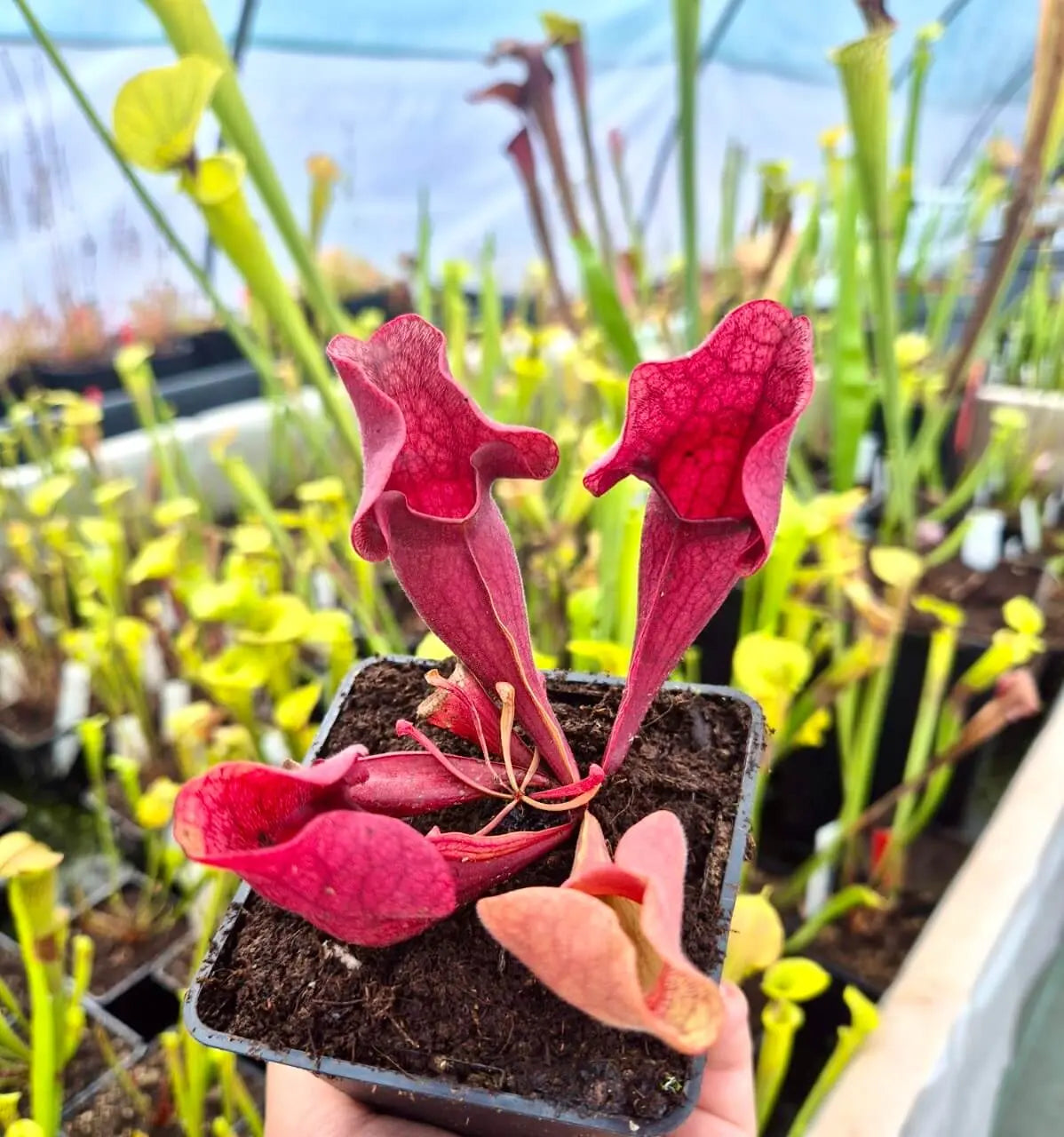 Sarracenia purpurea CDS77 dans son pot