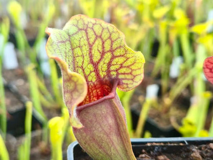 Sarracenia purpurea CDS77 gros plan sur les urnes