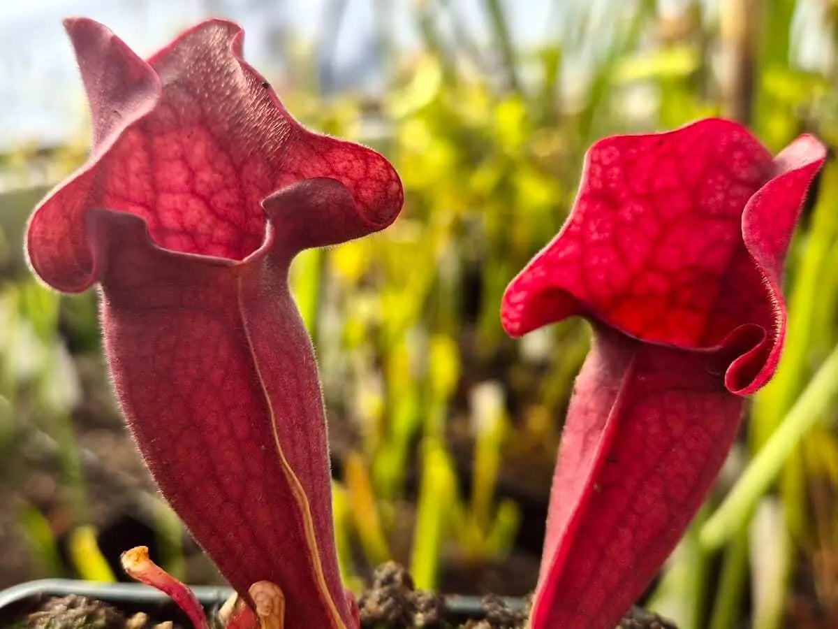 Sarracenia purpurea CDS77 à la pépinière Carnivore de Sologne