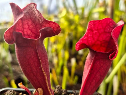 Sarracenia purpurea CDS77 à la pépinière Carnivore de Sologne