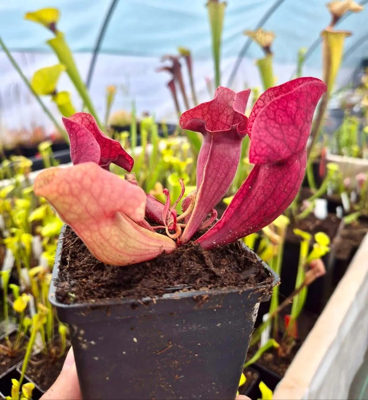 Sarracenia purpurea CDS77 en fleur