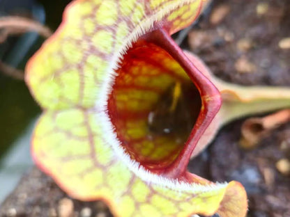 Sarracenia purpurea CDS77 urnes courtes en rosette