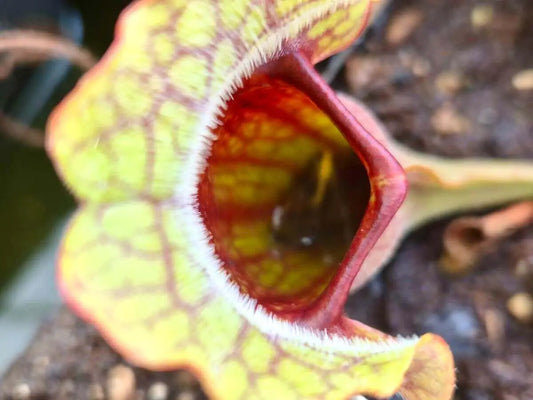 Sarracenia purpurea CDS77 urnes courtes en rosette