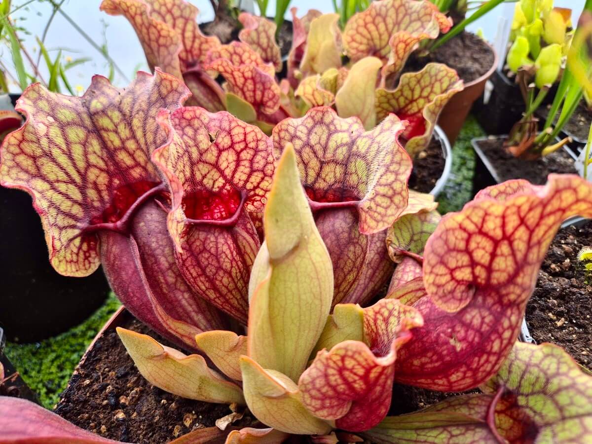 Sarracenia purpurea ssp. venosa, urnes trapues rouge et vert, plante carnivore rustique