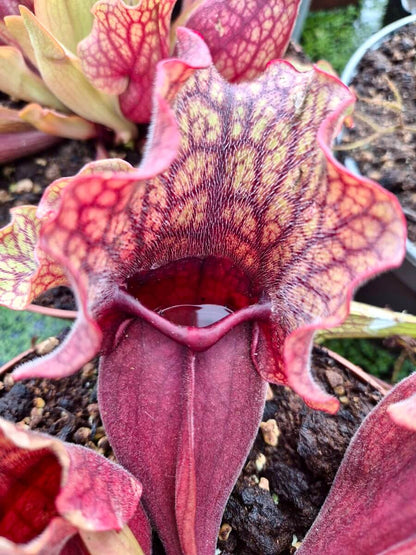 Sarracenia purpurea ssp. venosa, détail des urnes veinées