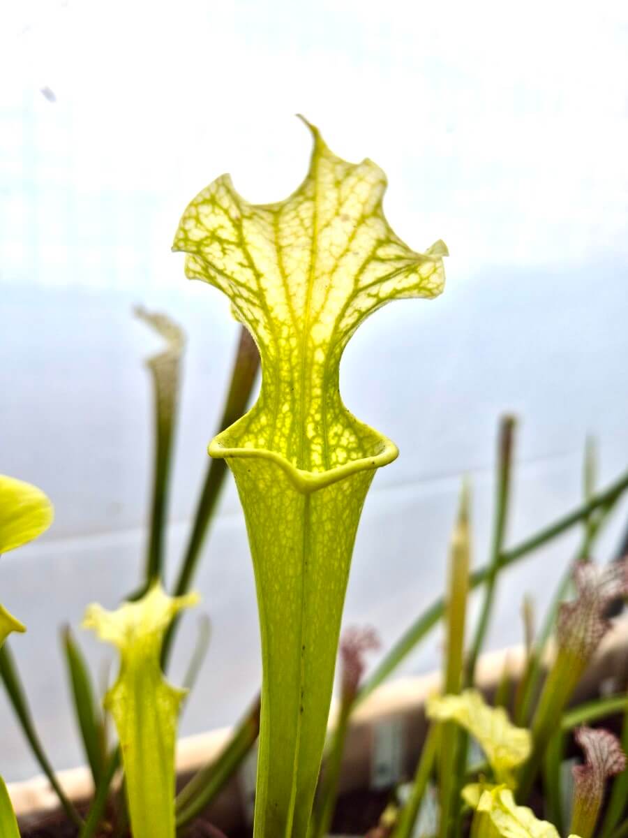 Sarracenia x moorei Anthocyanin Free cultivé en pot, plante carnivore en Sologne