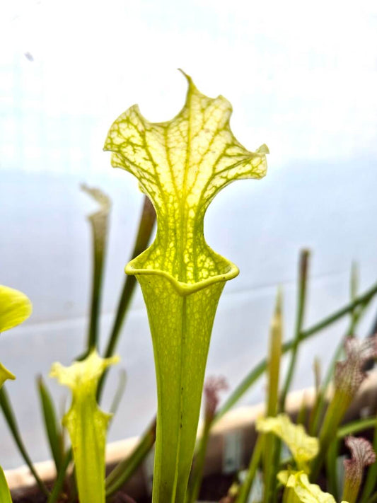 Sarracenia x moorei Anthocyanin Free cultivé en pot, plante carnivore en Sologne