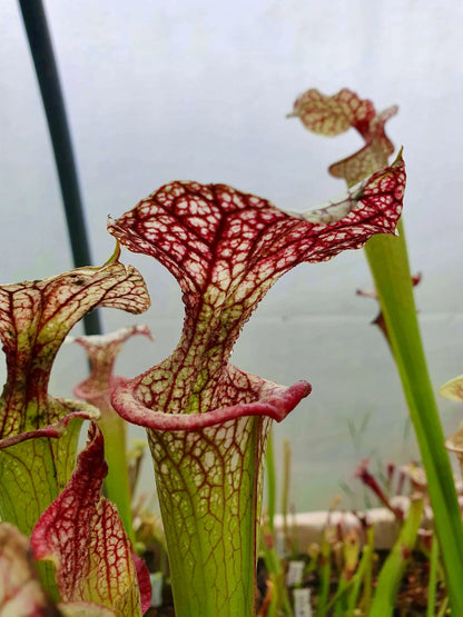 Sarracenia x moorei 'Adrian Slack' MK H113 gros plan sur les urnes