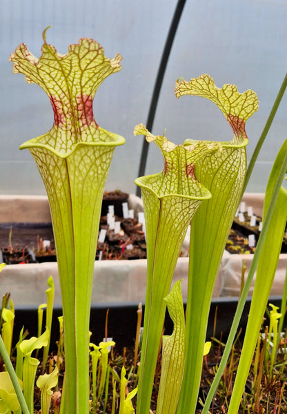 Sarracenia x moorei "Jungle G Blaze" CDS46 à la pépinière Carnivore de Sologne