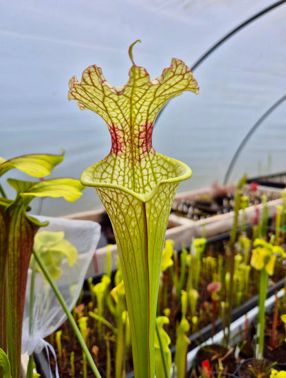 Sarracenia x moorei "Jungle G Blaze" CDS46 dans son pot
