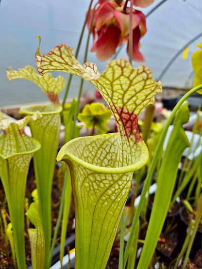 Sarracenia x moorei "Jungle G Blaze" CDS46 urnes colorées