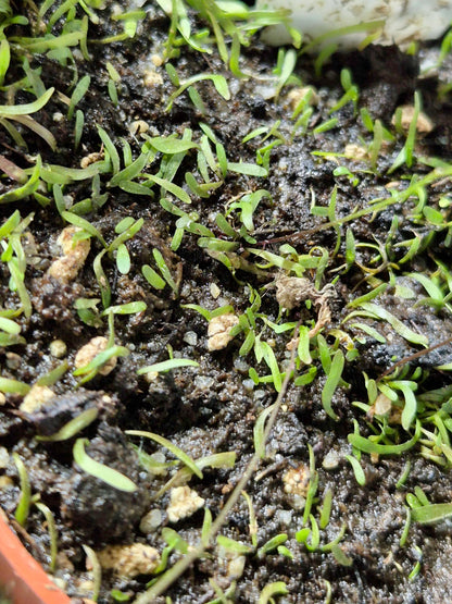 Utricularia 'Betty's Bay', plante carnivore à petite feuille culture facile